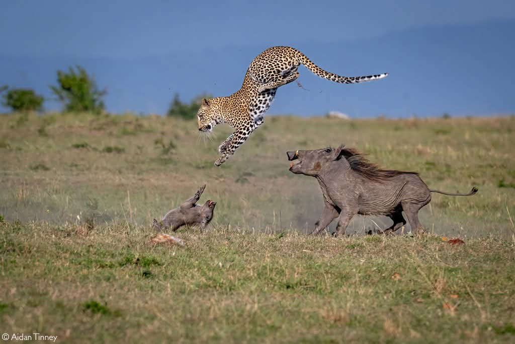 SitatungaSafari's tweet photo. 📷 An incredible sighting of the leopard known as Faulu hunting a warthog piglet,the mother warthog ran in to save her piglet, attacking Faulu with her tusks.saving her piglet from certain death.” Maasai Mara National Reserve
#wildlifephotos 
#masaimaranationalpark 
#tembeakenya https://t.co/OgG6VwaLp0
