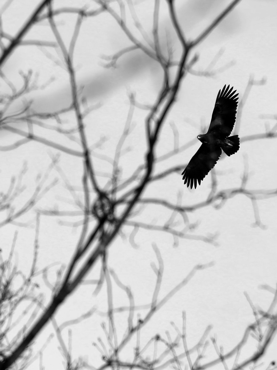 GM 🤍

Falcon | 1/1 | <a href="/objktcom/">objkt</a> 

Link below 👇🏻