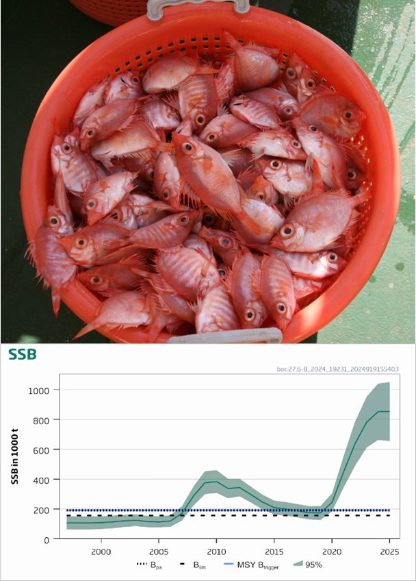 Killybegs Fishermen's Organisation tweet media