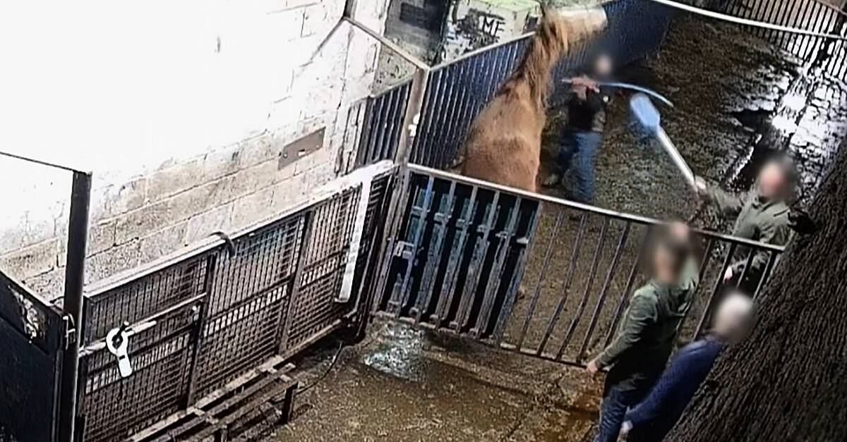 Please retweet, in Ireland there is only one slaughter house that slaughters ex racing horses. They have had numerous accusations of horrendous cruelty...Footage captured by RTÉ's hidden cameras also shows the routine abuse of animals. The abuses included ill-treatment of dying