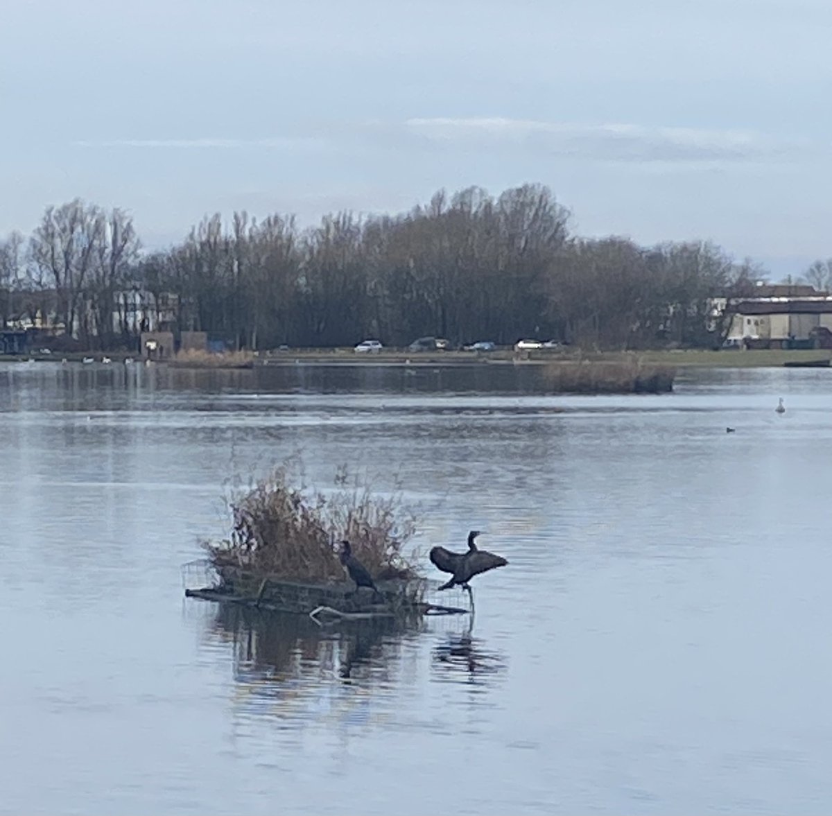 AnneWebster_1's tweet photo. Love to walk by Killingworth Lake and see what birds I can spot- great crested grebe and 2 cormorants this week as well as numerous swans, tufted ducks, moorhens, mallards, coots and black headed gulls. https://t.co/3uQRXDF5S7