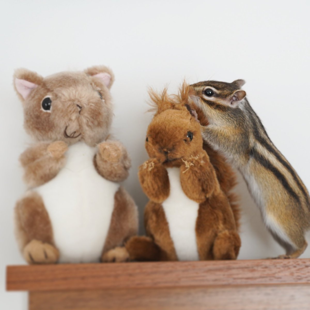🐿️🐿️🐿️