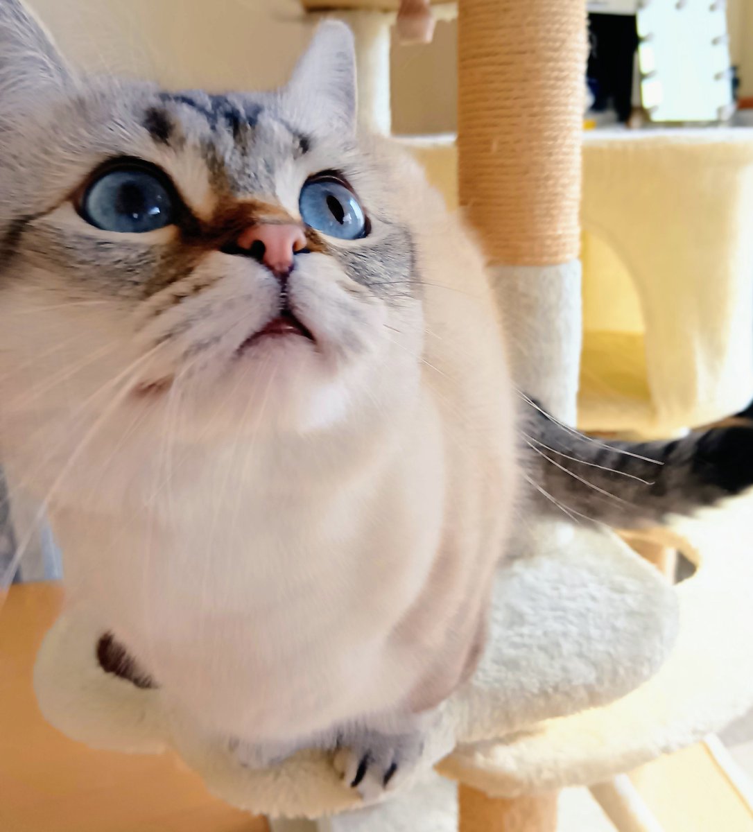 ねこまる ねこまる