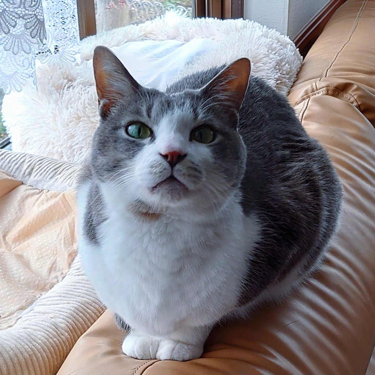 逆光の中、ニャーン、2秒前。
真剣な眼差しで撫で撫で要求中。
カワイイ!!
#猫のいる暮らし 
#猫好きさんと繋がりたい 
#猫のいる幸せ 
#保護猫 
#ねこ