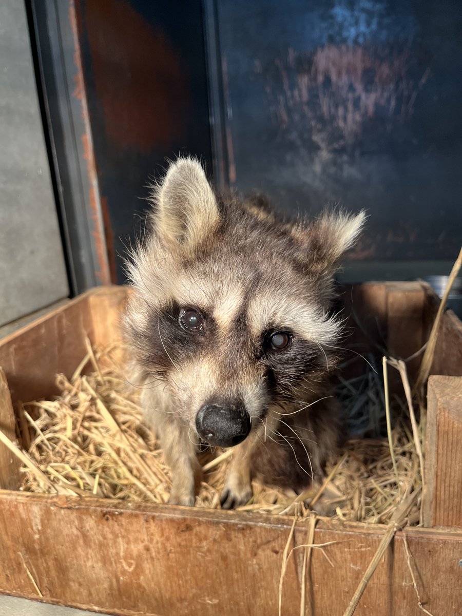 高齢アライグマの #シズ は、寒い時期、暖かい入院舎でマイペースに