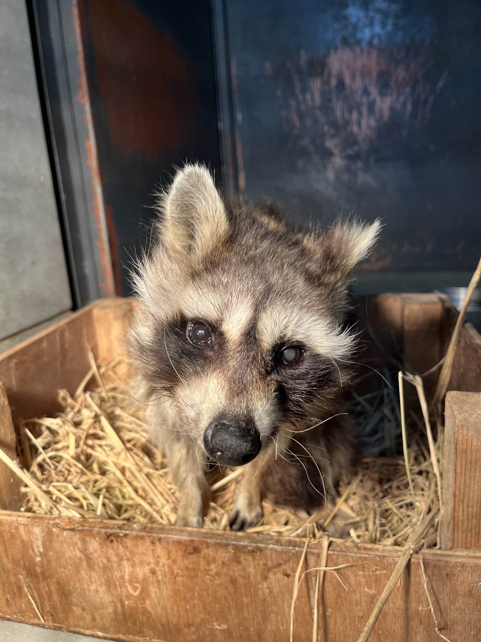 八木山動物公園フジサキの杜【公式】 on X: 
