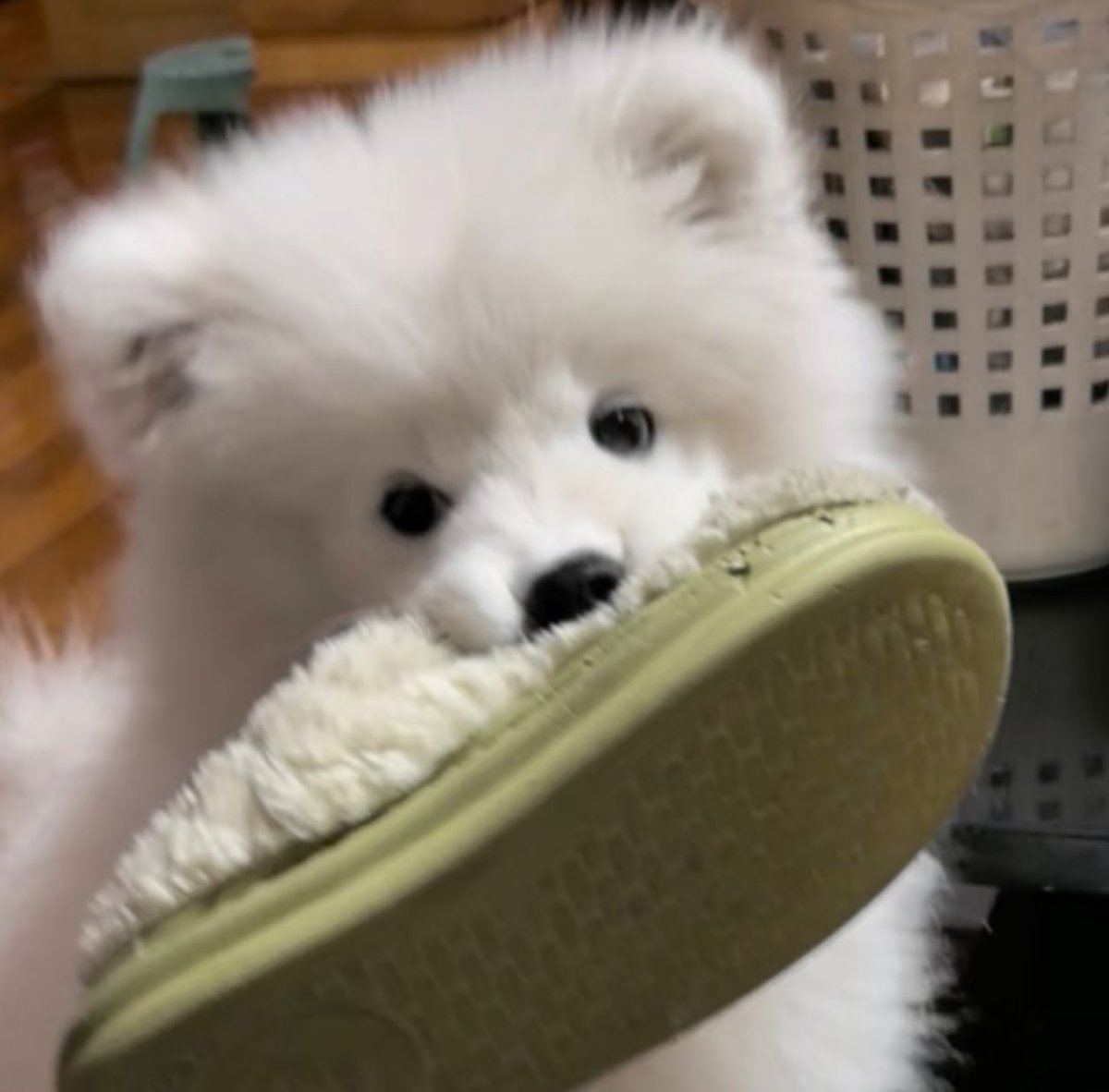 dogonboo tweet picture