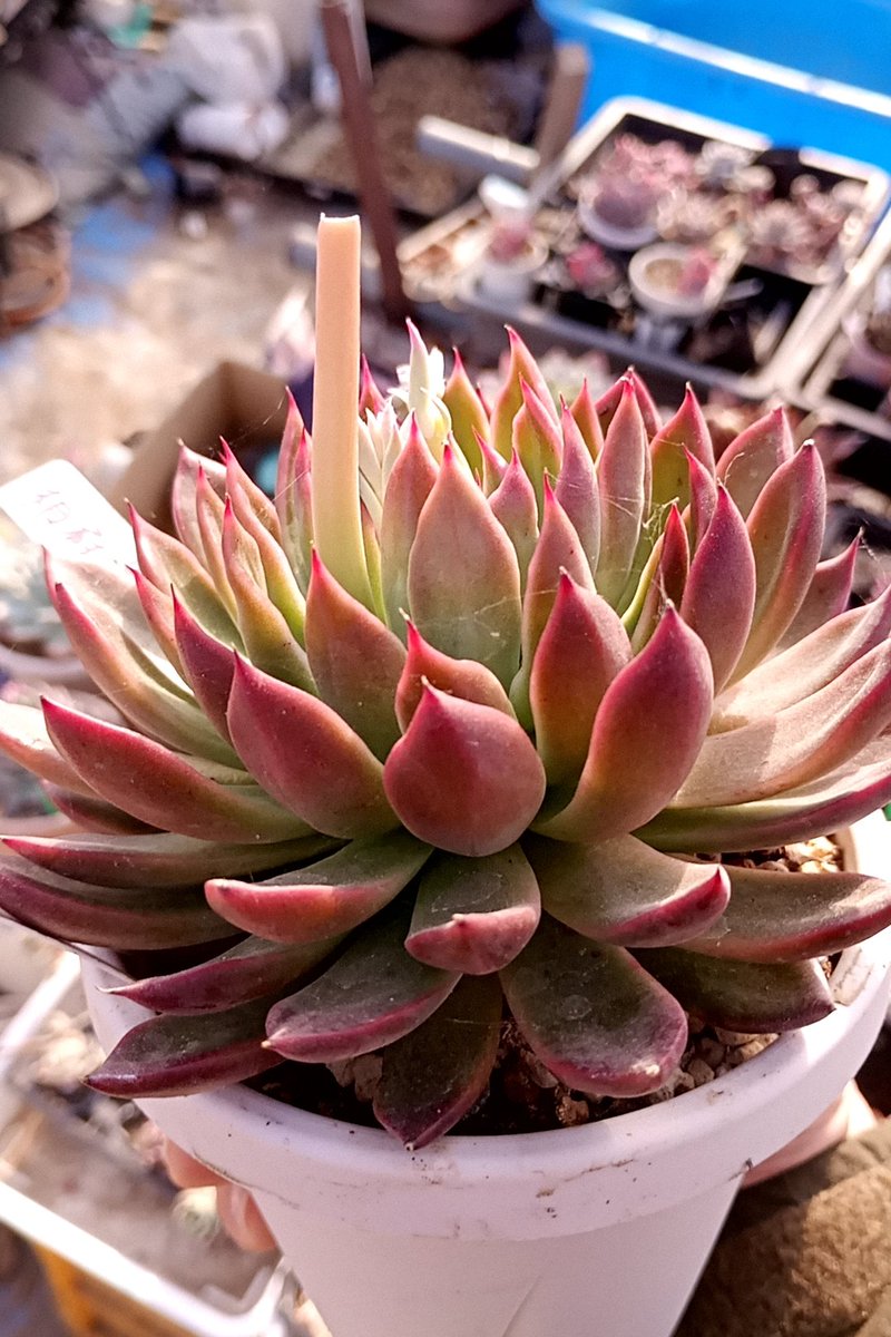 花芽の季節がやって来てますね〜🥀