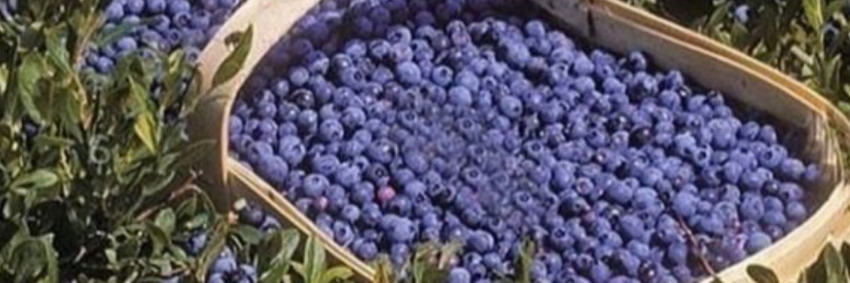 coniebooberry's tweet image. ORDER UP!   𝄞⨾𓍢ִ໋ 🫐  #112

to ;  @twistisconiyelw 

from ; @TShreempogrey  

oh look! Theressss a note.

‘ Dunno if you like other small fruits besides cherries but yea ‘

Come again.
coniebooberry