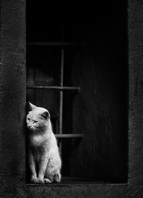 Gli esseri imperfetti si agitano, e si accoppiano per completarsi, ma le cose perfettamente belle sono solitarie come il dolore dell'uomo.

Marguerite Yourcenar 🖋

#LaTrappolaDellaFelicità
#SalaLettura
<a href="/SalaLettura/">©️ Il Caffè Letterario</a>