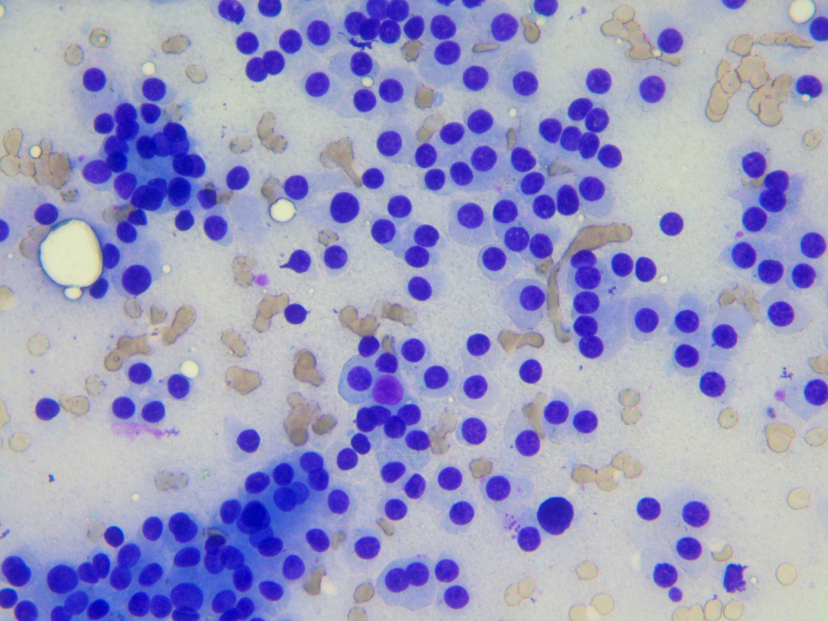 Rosliakova Elena tweet media