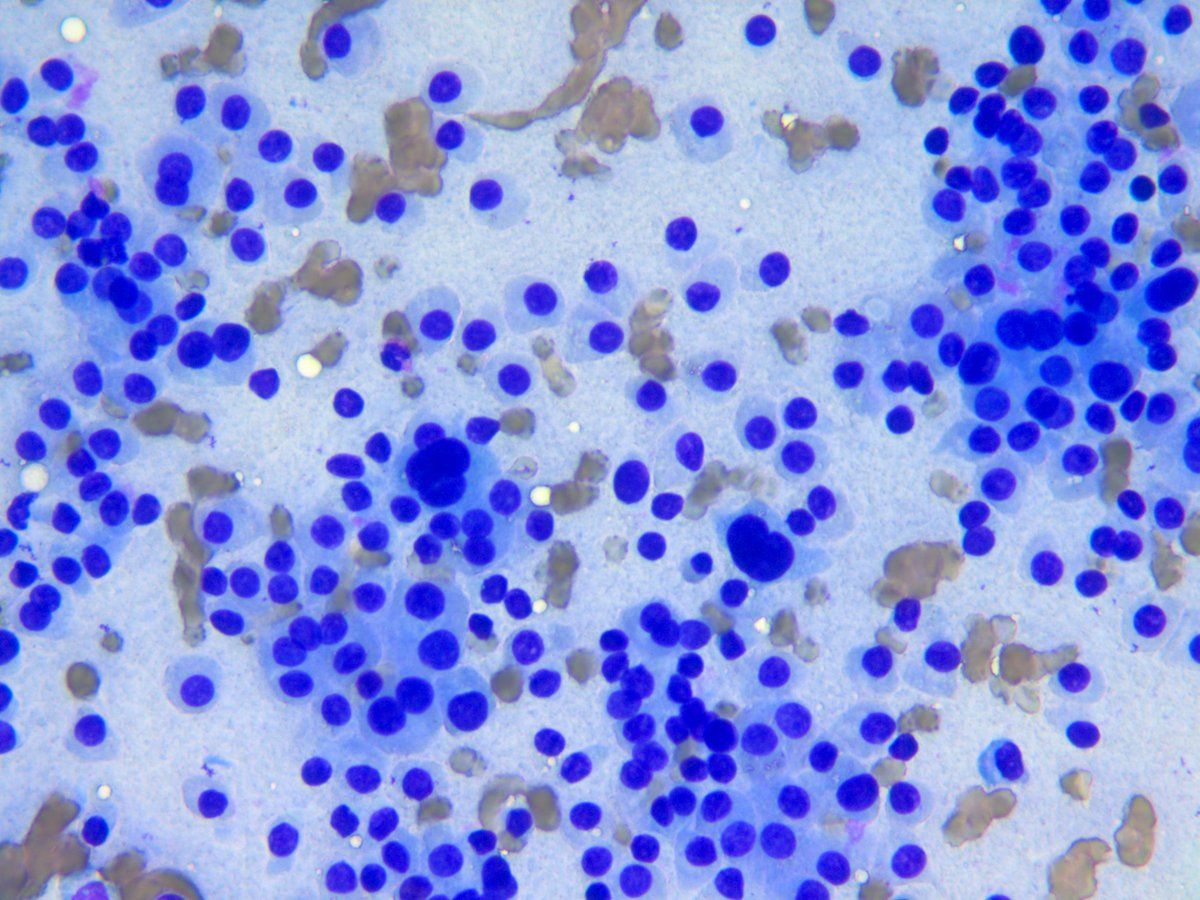 Rosliakova Elena tweet media