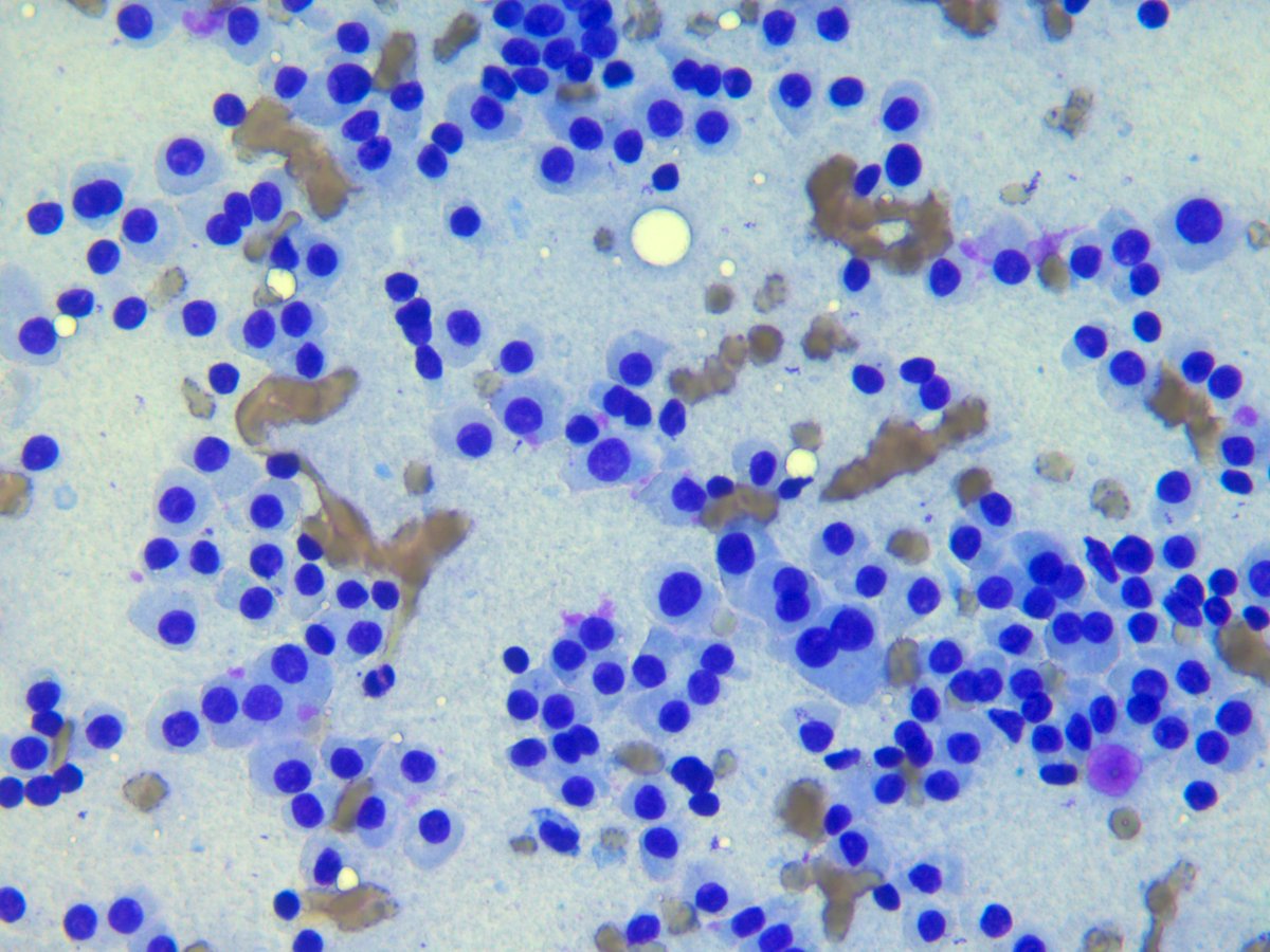 Rosliakova Elena tweet media