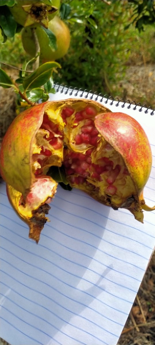 UkulimaModern's tweet image. Pomegranates.

Working on challenges of fruit cracking as a predominant issue and un uniform colour on ripening 

Varieties;
1.Wonderful 
2.Giant 

#Nyahururu #County, #Kenya.