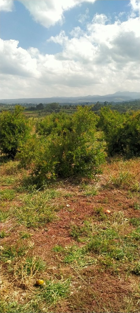 UkulimaModern's tweet image. Pomegranates.

Working on challenges of fruit cracking as a predominant issue and un uniform colour on ripening 

Varieties;
1.Wonderful 
2.Giant 

#Nyahururu #County, #Kenya.
