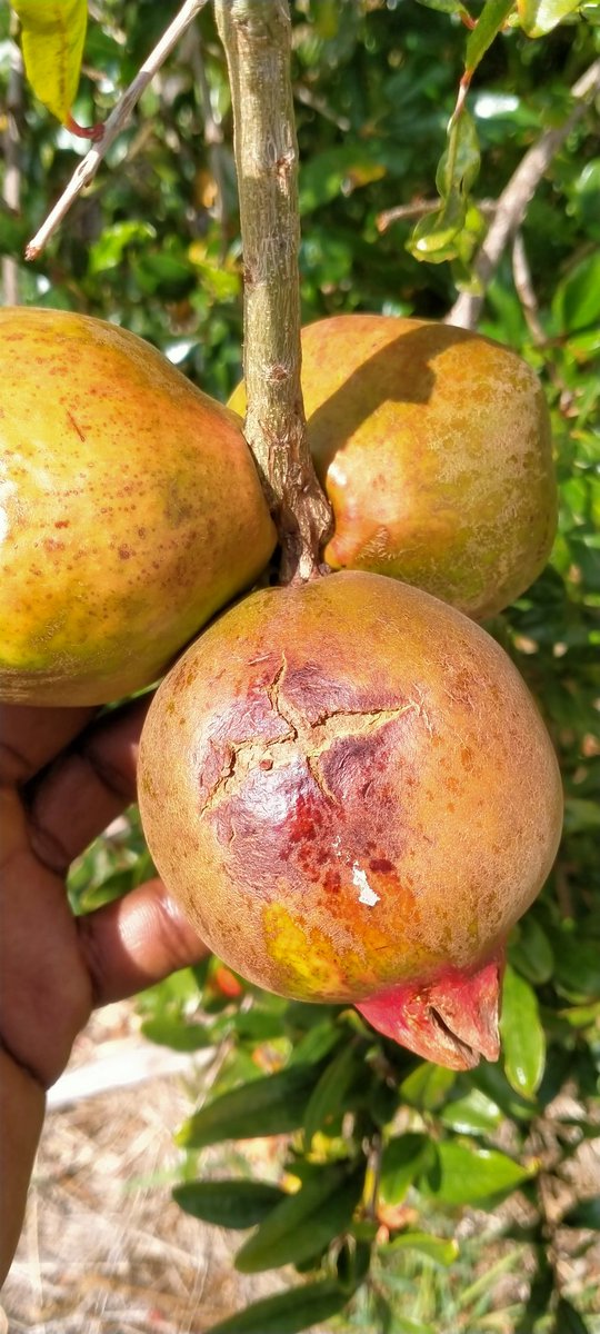 UkulimaModern's tweet image. Pomegranates.

Working on challenges of fruit cracking as a predominant issue and un uniform colour on ripening 

Varieties;
1.Wonderful 
2.Giant 

#Nyahururu #County, #Kenya.