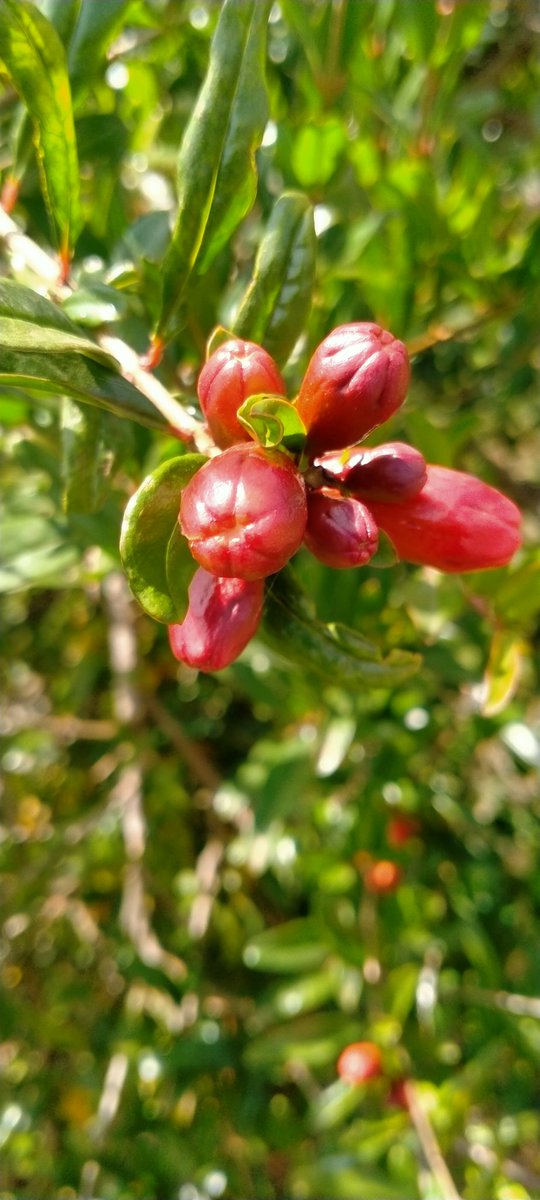 UkulimaModern's tweet image. Pomegranates.

Working on challenges of fruit cracking as a predominant issue and un uniform colour on ripening 

Varieties;
1.Wonderful 
2.Giant 

#Nyahururu #County, #Kenya.