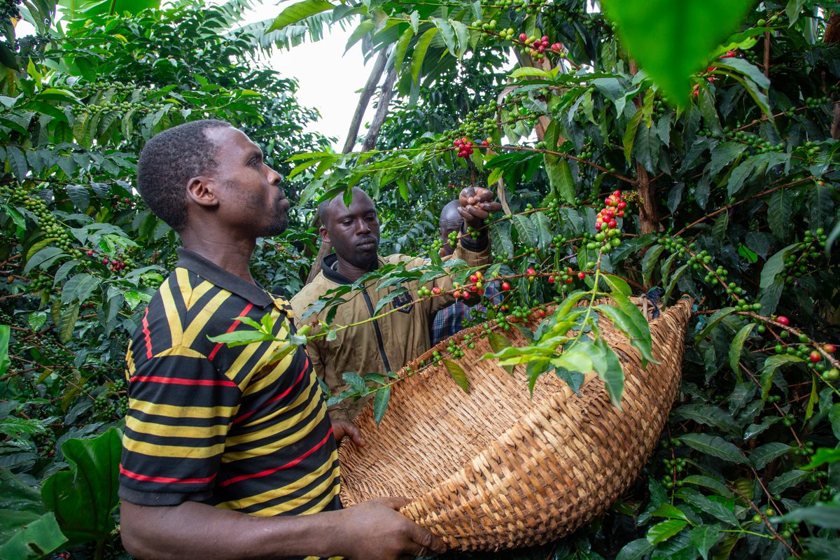 elgonblend's tweet photo. The love story between you and your coffee starts long before the first sip. ☕❤️

From the lush slopes of Mount Elgon to your cup, every bean in Elgon Blend is nurtured by dedicated hands, carefully picked, and expertly roasted to bring you a brew crafted with passion. https://t.co/fdkHsj7JYu