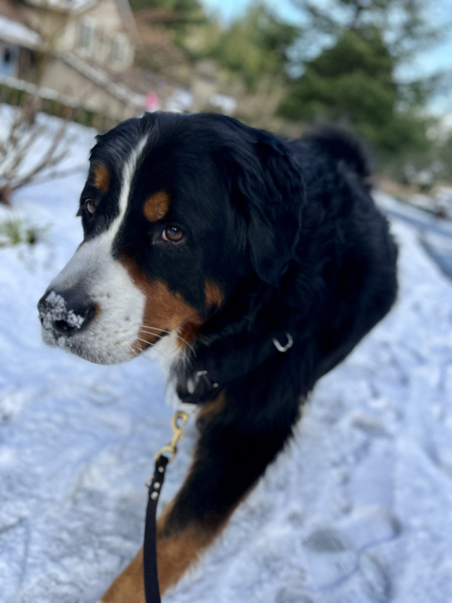 さすがスイス原産🐶
バーニーズは真っ白な雪がよく似合う

#タロー日記