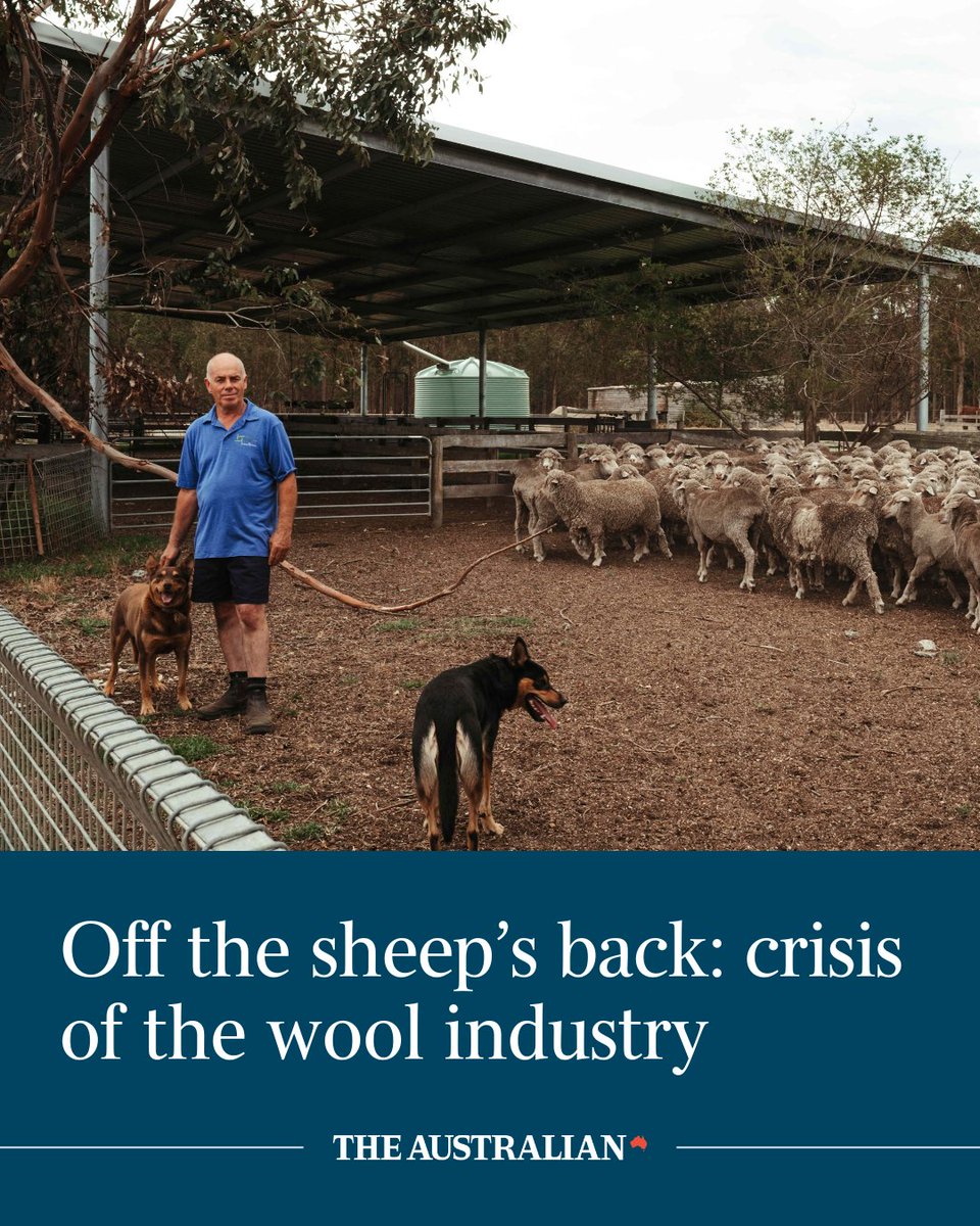 australian's tweet photo. Australia’s sheep industry is facing a mass exodus, with wool production at its lowest in a century as farmers increasingly turn away from the shearing shed and to the slaughterhouse in the face of rising costs and low prices: https://t.co/exzvD84iJm https://t.co/9sALystQYT