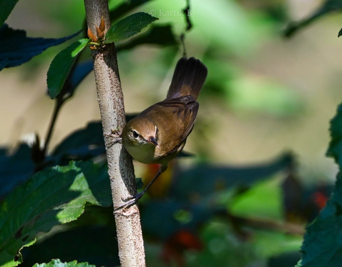 Woodpecker_cent's tweet photo. Blyth's Reed Warbler (Acrocephalus dumetorum) for #warblerwednesday.
Bondla WLS, Goa - Dec 2024.
#BirdsSeenIn2024 #ThePhotoHour #natgeoyourshot #channel169 #IndiAves #birdphotography #niffeature2024 #birdsofgoa #biodiversity #birdwatching #migratorybirds #BBCWildlifePOTD https://t.co/LVrDLz1aQM