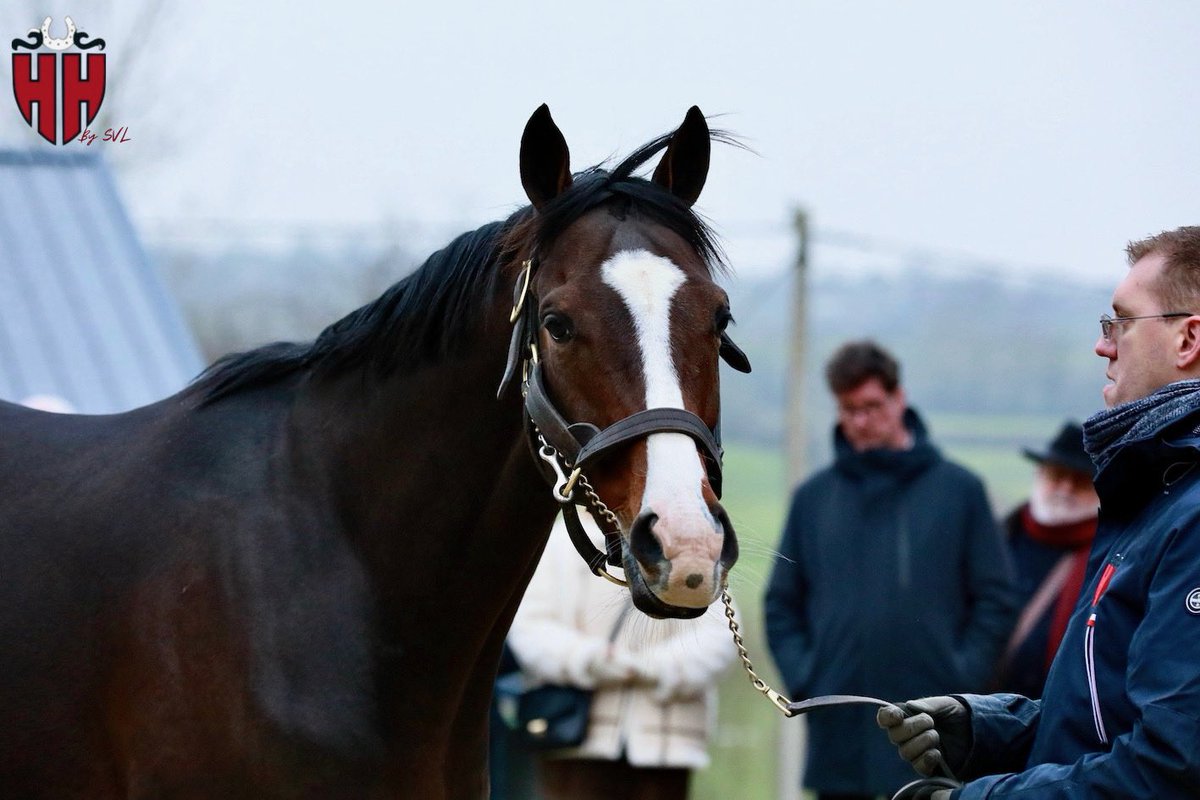 #JIGME at <a href="/harasduhoguenet/">Haras du Hoguenet</a> 
📸 <a href="/svl_design/">Sabine Lösch</a>