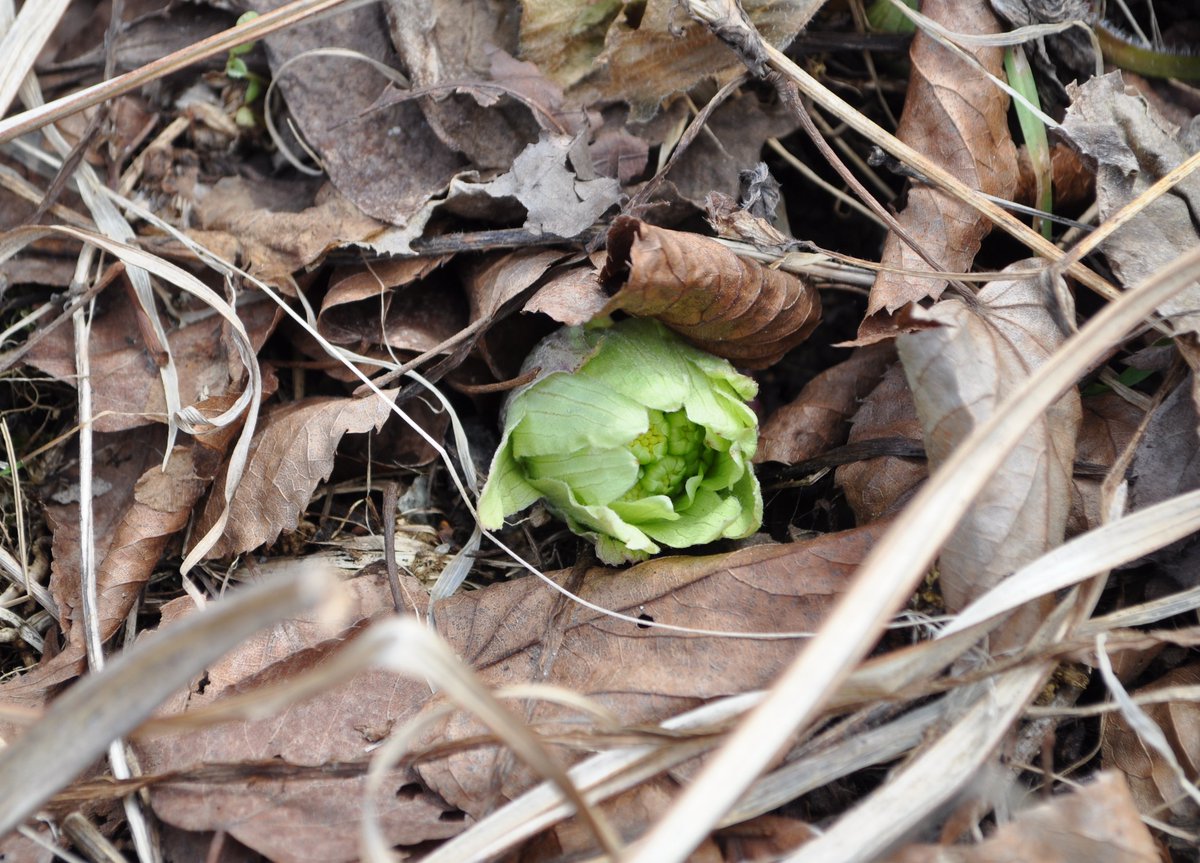 【飛騨高山yuicaの森】

高山の森に蕗の薹が顔を出し、春の足音が一歩ずつ近づいてきた感じ🌱✨
まだ少し冷たい風の中、自然が目を覚ます瞬間が心地よい。

#飛騨高山 #蕗の薹 #春の訪れ #森の中
#yuica #アロマ #オークヴィレッジ #oakvillage