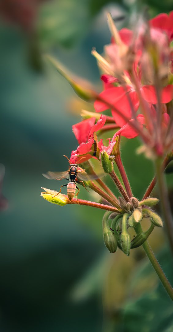 dBaunPhoto's tweet photo. Tiny but powerful! A wasp (or hornet) gracefully exploring delicate red blossoms.
Olympus OM-1
M.Zuiko 40-150 2.8 Pro +MC-14 1.4 TC
210 mm | 1/1250 sec | F 4.0 | ISO 200
#Wasp
#Hornet
#Pollinator
#InsectLove
#HallettCove
#Australia
#OMSystem
#ItsInOurNATURE
#OM1
#PicOfTheDay https://t.co/ulaJ1IqIyW
