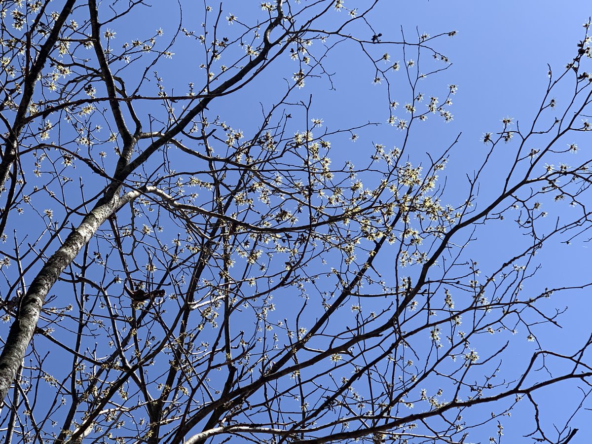 【飛騨高山yuicaの森】

高山の森でマンサクが開花🌼
春の兆しが少しずつ広がってきました。

#飛騨高山 #マンサク #春の訪れ
#yuica #アロマ #オークヴィレッジ #oakvillage