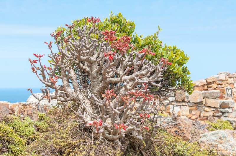 UCT_Research's tweet image. Research by social scientists from @UCT_news &amp;amp; @UofAlabama reveals that SA’s rare succulents are under threat due to illegal trade driven by global demand &amp;amp; market trends. bit.ly/4gs3mWH. #UCTCollaboration #UCTResearch