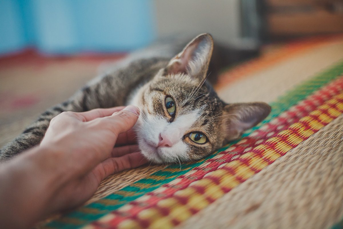 🐱💕 ¿Quieres ganarte la confianza de un gato en segundos? Saber cómo acercarse sin invadir su espacio es clave para generar confianza y fortalecer el vínculo con ellos

El truco está en el "parpadeo lento": según un estudio, sabrá que eres de confianza ¡y te devolverá el gesto!