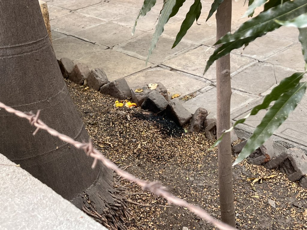 GouravB's tweet photo. @PMCPune Garbage burning in open is so rampant. Health concerns to people due to severe air pollution. This is banned by the National Green Tribunal. Please take action immediately. Location- Patwardhanbaug, Erandwane. #airpollution #healthhazard https://t.co/1lHC1wfdTO