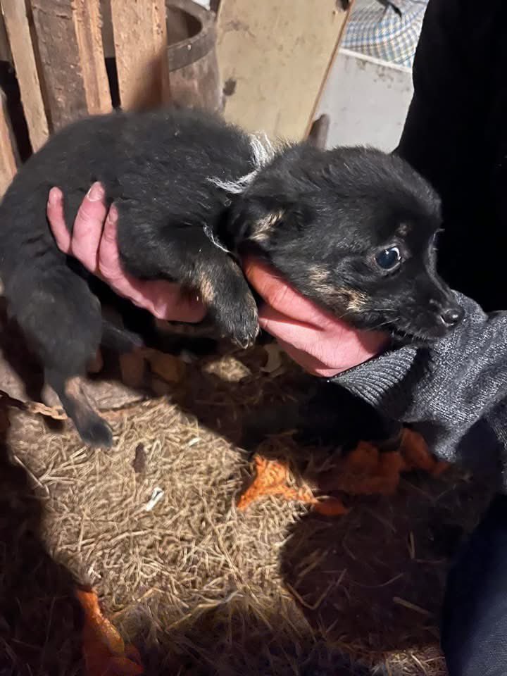 SZANOWNY ZESPOLE PARLAMENTARNY. Jest bardzo dużo do zrobienia. Iskierka, 2-3 miesięczny szczeniak na łańcuchu, obroża ze szmat, karabińczyk waży tyle co to szczenię. Zróbcie w końcu porządek z łańcuchami!!!  Gdyby ktoś chciał adoptować malutką to jest u Ocalone Łapki ☎️502722025