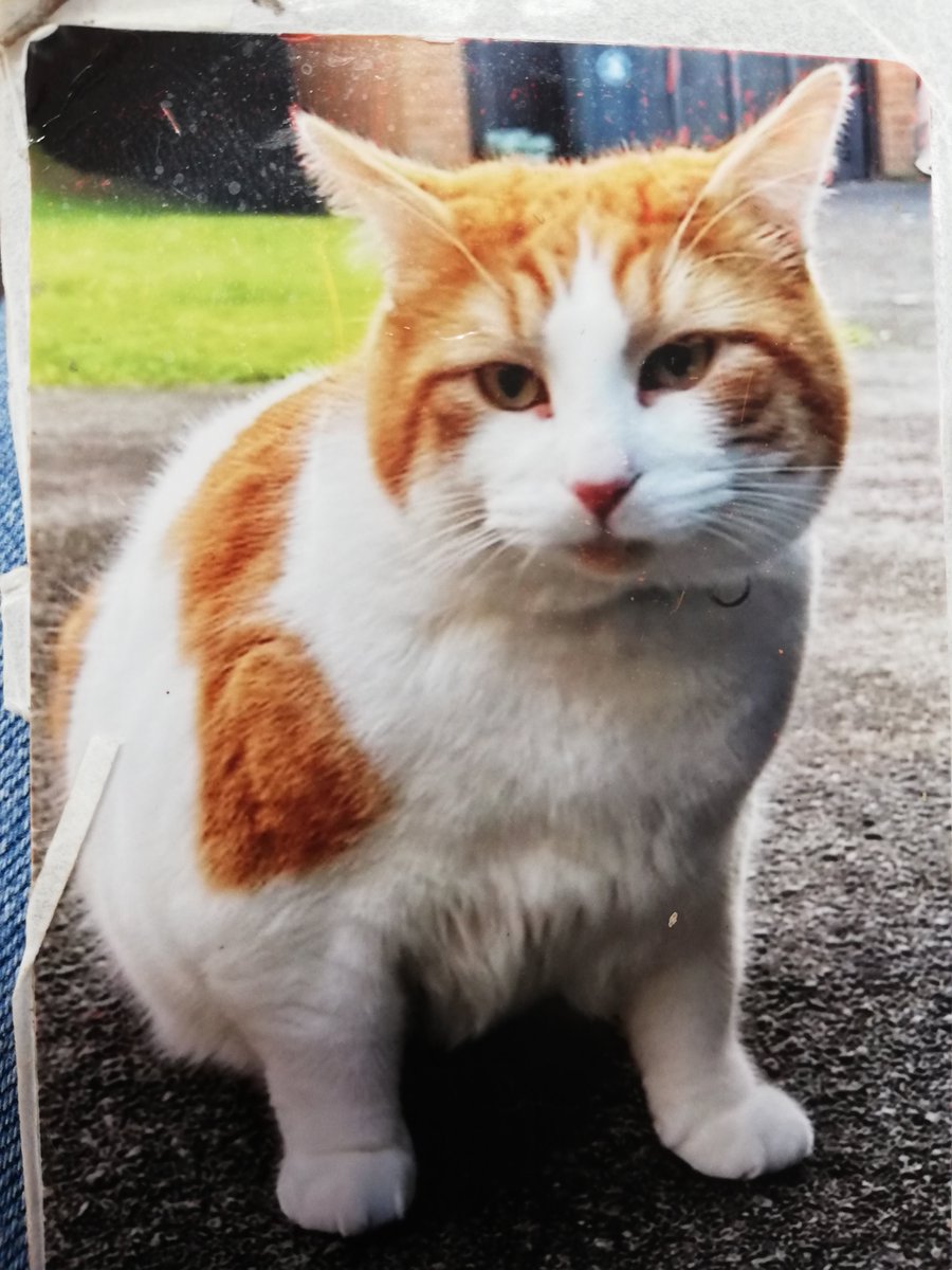 Happy 9rh birthday and 5th 'Gotcha Day' to our lovely Gus !