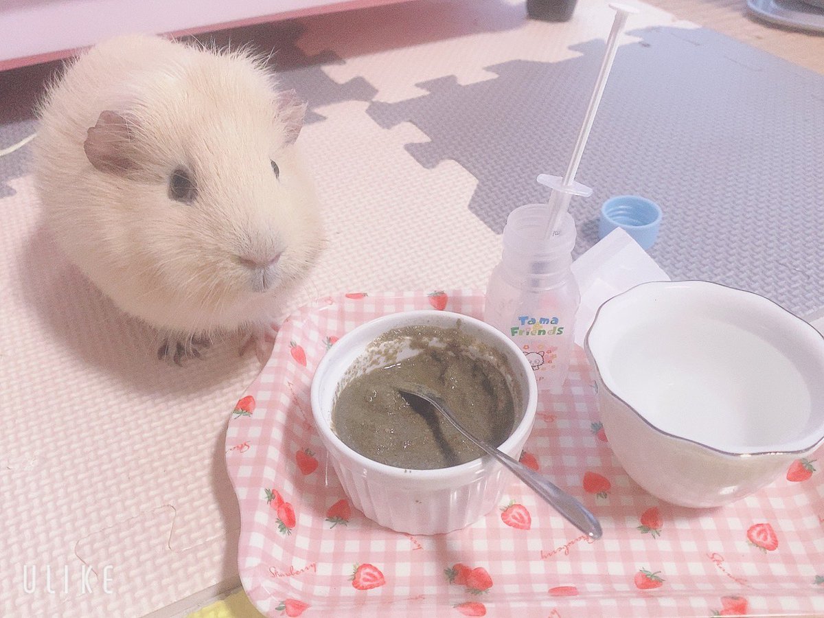 chi__ppi's tweet image. 久しぶりのネリネリご飯🍚
食欲はあるみたいで良かった☺️💕💕

#お給仕 #モルモット