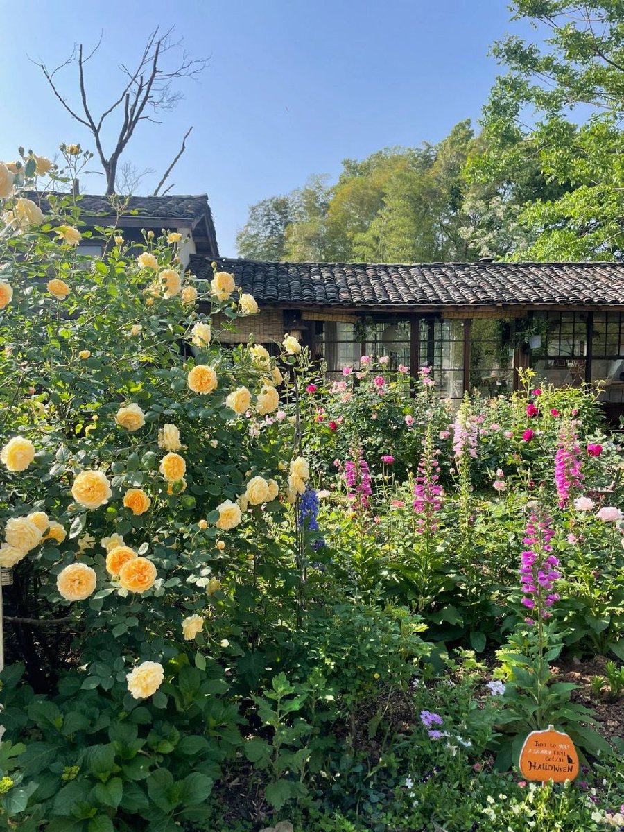 ogreenwood01's tweet photo. Don't think too much, have a good life, maybe the days will have the answer, and walk hard there will be a gentle landing 💜🌷 https://t.co/zdTIVzx9jd
