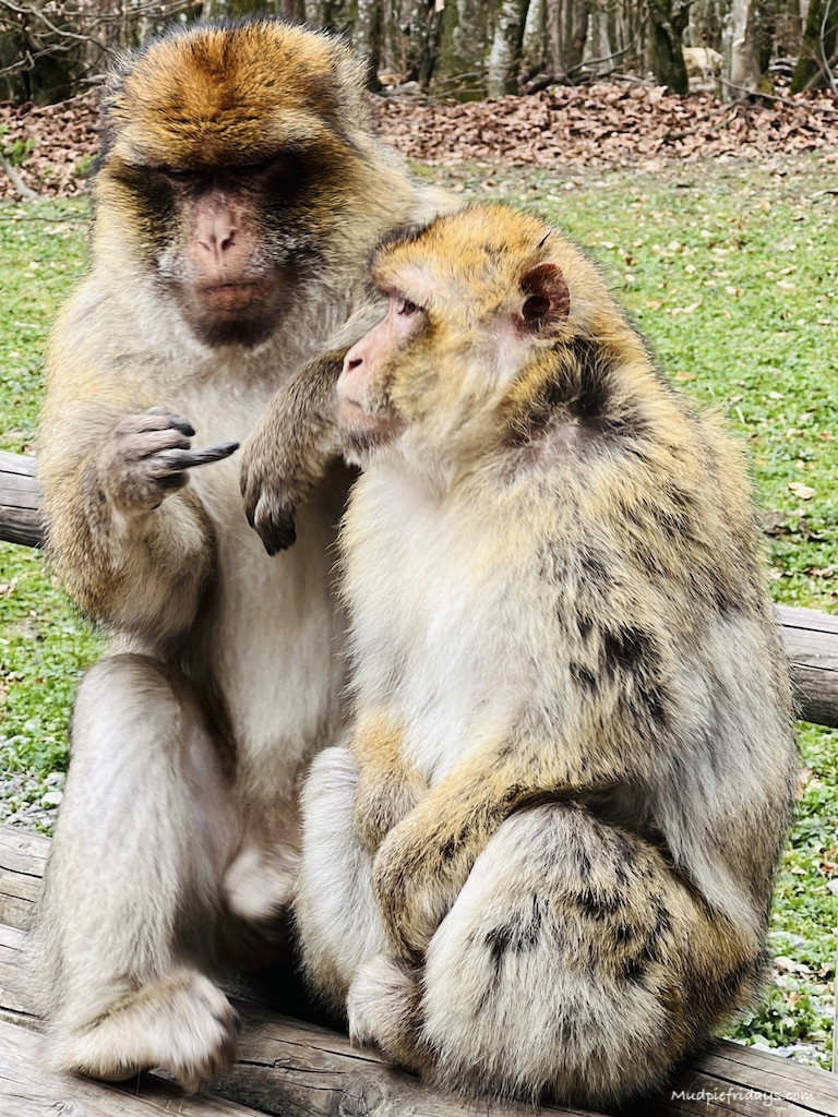 MudpieFridays's tweet image. Once you exit the monkey forest you can continue to walk around the lake.

Read more 👉 lttr.ai/AbGyi

#VisitingAffenbergSalem #MonkeyForest #MonkeyMountain