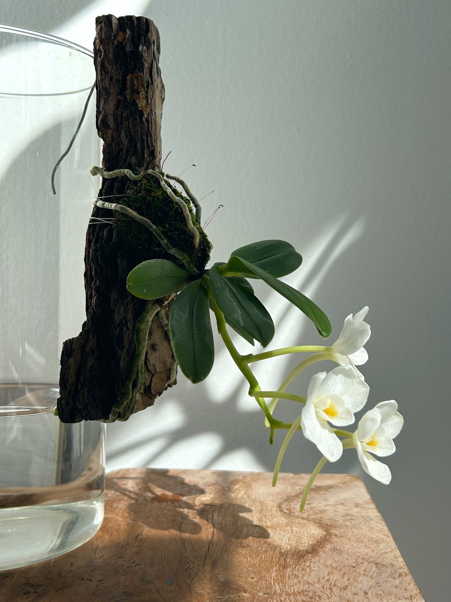 🌿Amesiella philippinensis

かわゆく咲いてくれました:)
