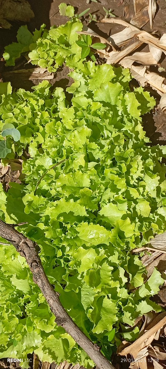 cherifa_zerbo's tweet photo. C'est aussi pour cela que j'aime ce métier : il nourrit !☺️🥰
#Petit_rappel : même en saison sèche, il est possible de cultiver, notamment en maraîchage.
Intéressez par cette activité contactez-moi au +22662814020
#AgriAmzone🇧🇫
@agridigitale1 
@koutyoutou 
@charaf_yarou https://t.co/GzVVlBDpY3