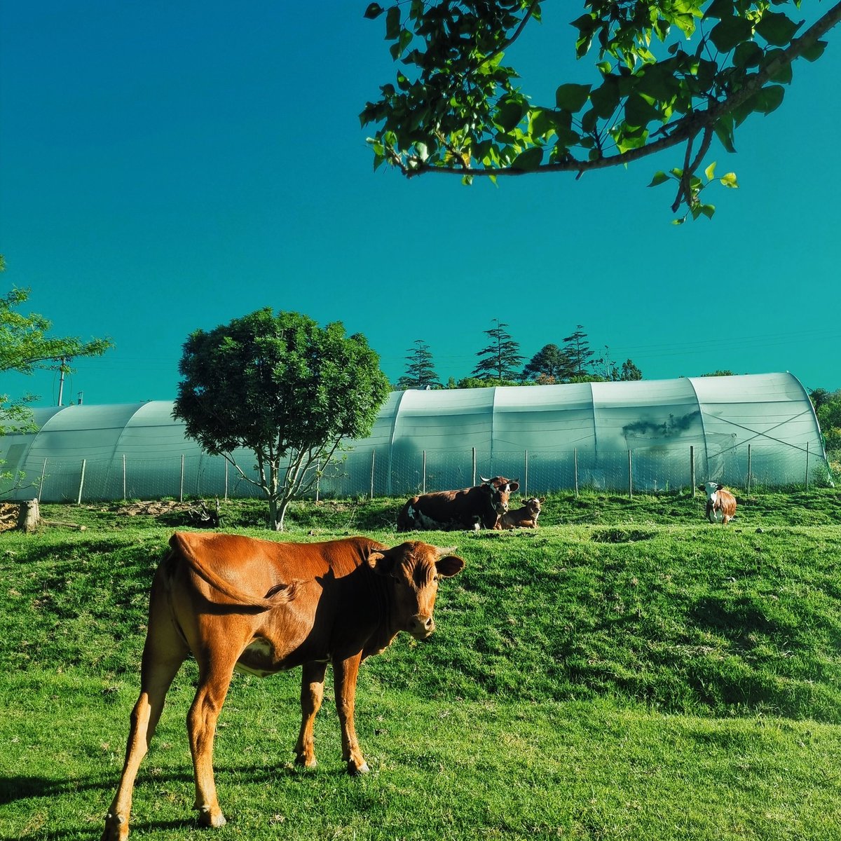 Gugulethu_CM's tweet photo. Thinking of getting into livestock farming? You NEED to know about the Red Meat Producers Organization (RPO)! It’s voluntary, but essential. Don’t just take, contribute! Here’s why young farmers should support it. (Information credit: Frik Van Rooyen) https://t.co/i5slV2Oyu9