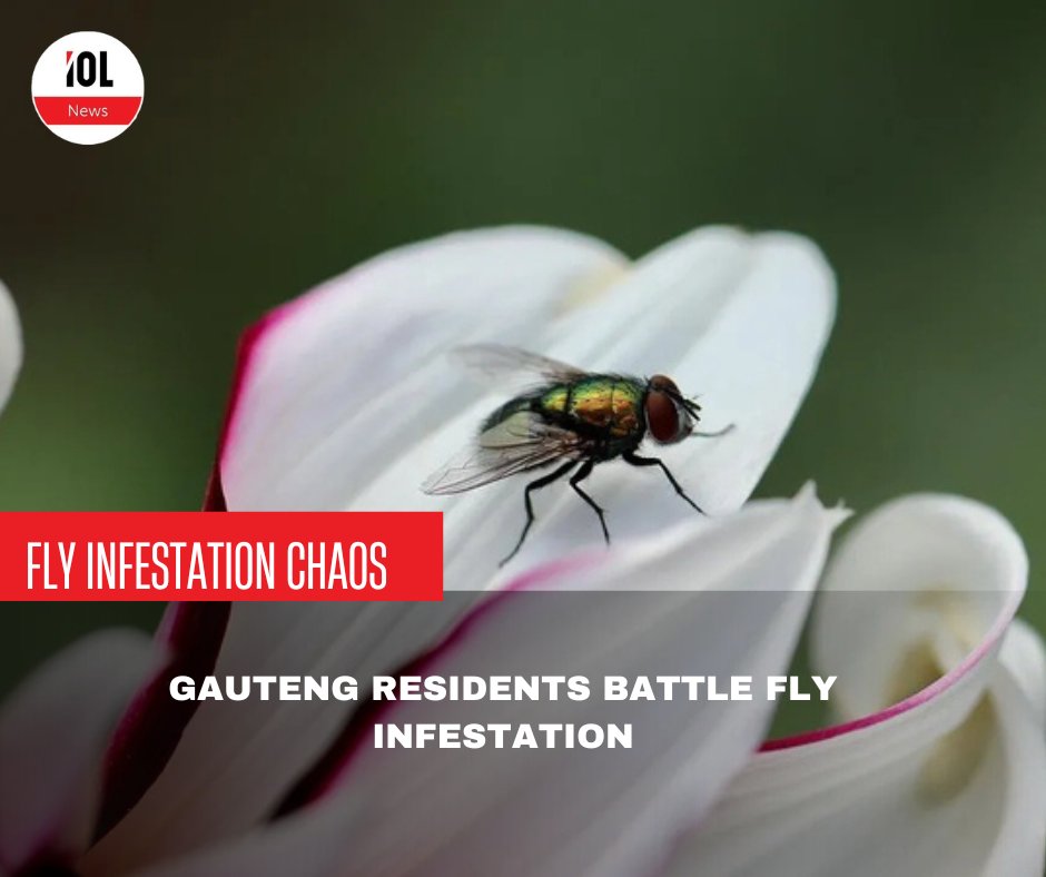 IOL's tweet photo. Gauteng's fly infestation can be blamed on two things; weather temperatures and poor waste management.
#news # wastemanagementindustry #foodanddrinkregulations #flyinfestation #gauteng #weather #hightemperatures #poorwastemanagement
Read on https://t.co/u3UyvIYqm8 https://t.co/OehCW7NQ8T