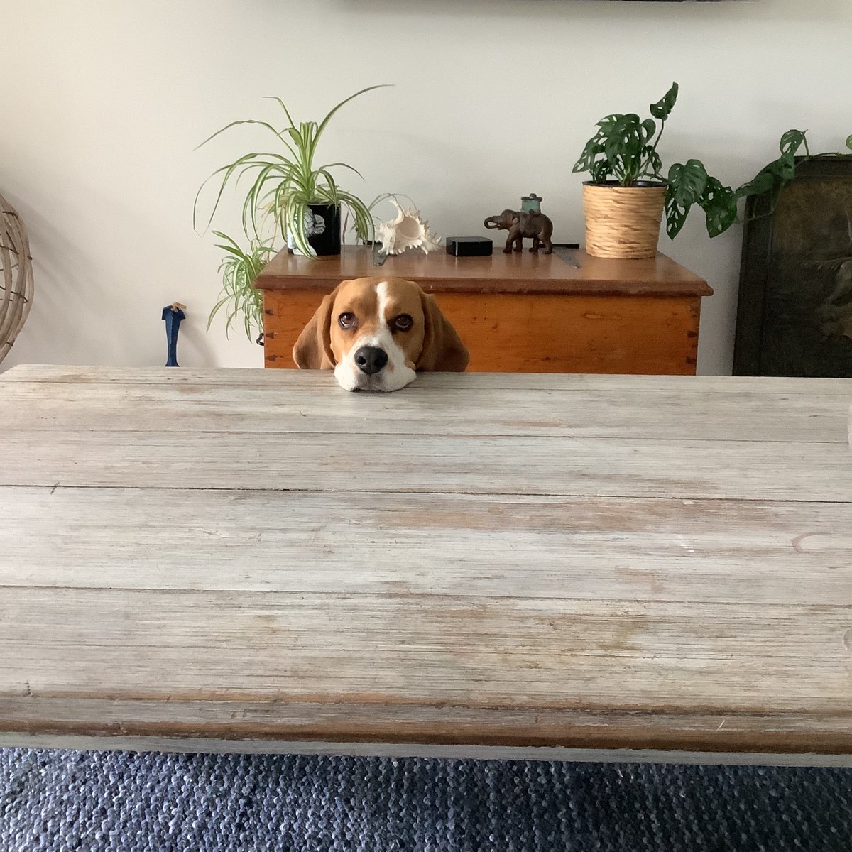 Dinner time stare 🐶
#beagle #beaglefacts