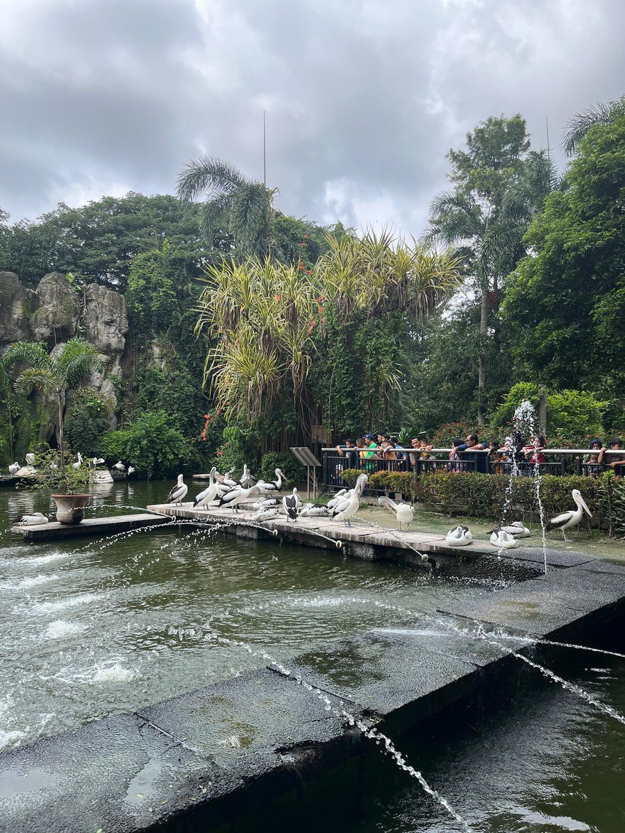 lovingmeeeeeee's tweet photo. siapa yang udah gede belum pernah ke ragunan? cepetan cobain ke ke ragunan pas udah gede gini ternyata inner child vibesnya seru loh, terus berangkatnya dari pagian sekitar jam setengah 7an, supaya bisa jogging di dekat danau 🤩 u must try guyss https://t.co/MxuPN7u9VZ
