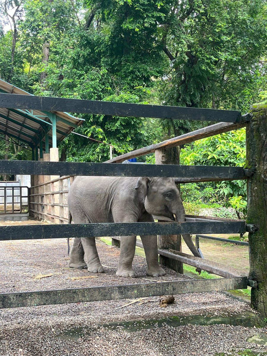 lovingmeeeeeee's tweet photo. siapa yang udah gede belum pernah ke ragunan? cepetan cobain ke ke ragunan pas udah gede gini ternyata inner child vibesnya seru loh, terus berangkatnya dari pagian sekitar jam setengah 7an, supaya bisa jogging di dekat danau 🤩 u must try guyss https://t.co/MxuPN7u9VZ