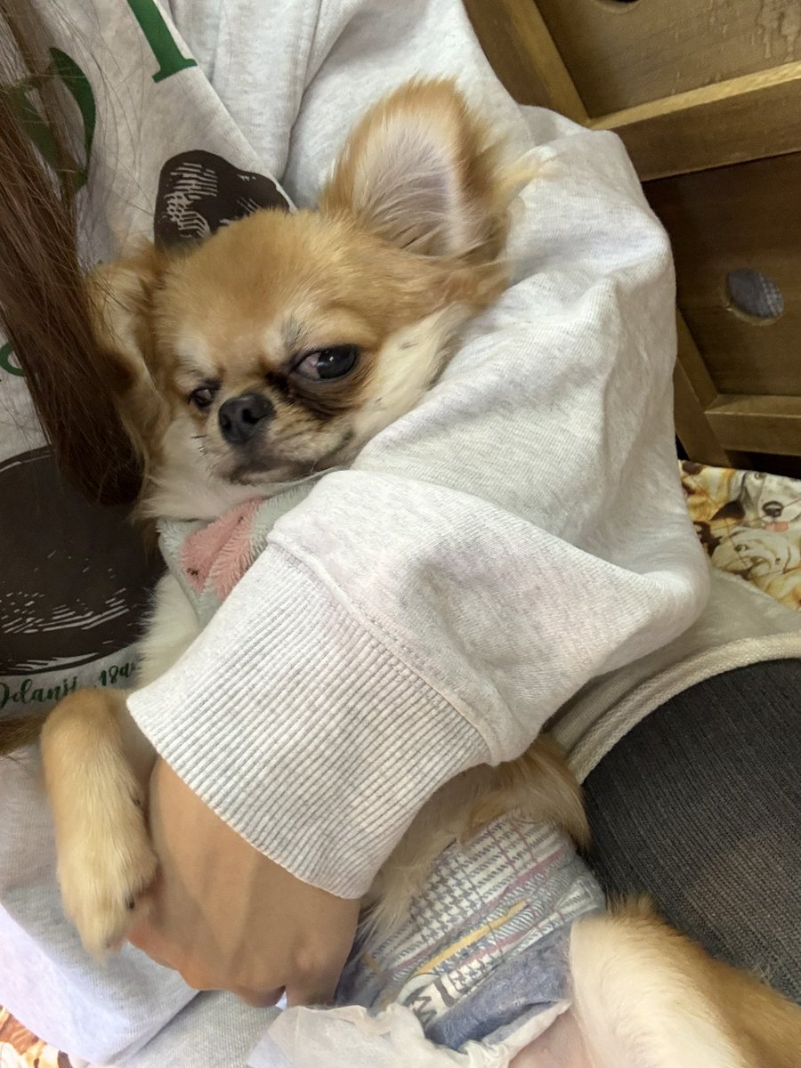 a04056981's tweet photo. 犬は最高の生き物 https://t.co/lrY8Lvrf83