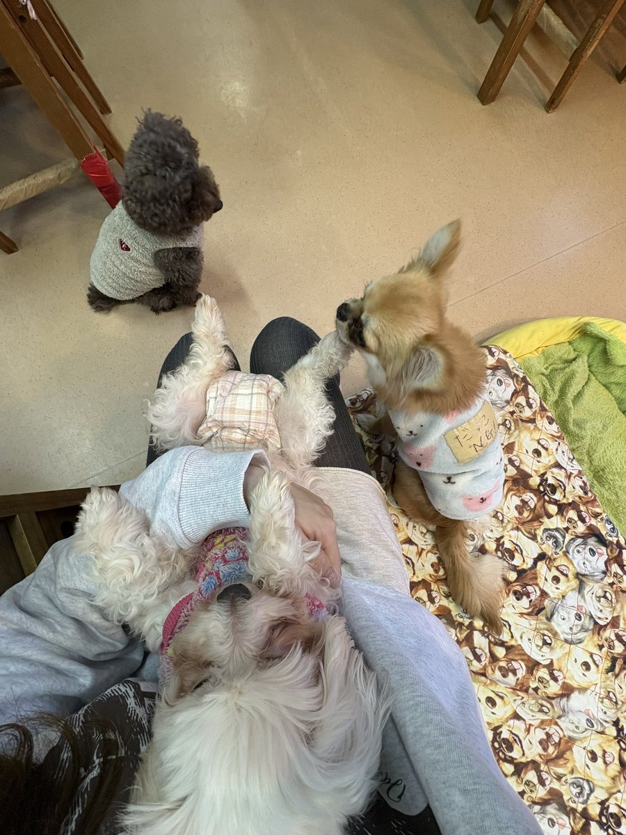 a04056981's tweet photo. 犬は最高の生き物 https://t.co/lrY8Lvrf83