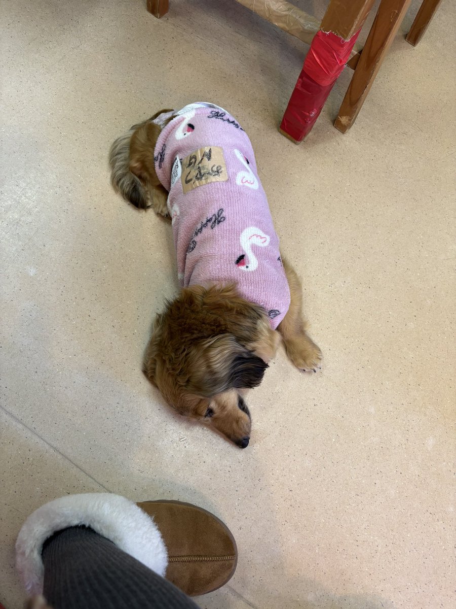 a04056981's tweet photo. 犬は最高の生き物 https://t.co/lrY8Lvrf83