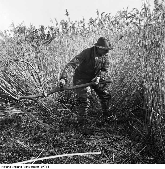 HE_Archive's tweet photo. Today's image from the Historic England Archive records Mr Wisken cutting reeds on the marshes near Horning Ferry, Norfolk. It was taken #OnThisDay in 1949.

Photographer Hallam Ashley was keen to record threatened or disappearing ways of life👇
https://t.co/Ss9xWVusCY

#Archives https://t.co/pnQtTkjVTS