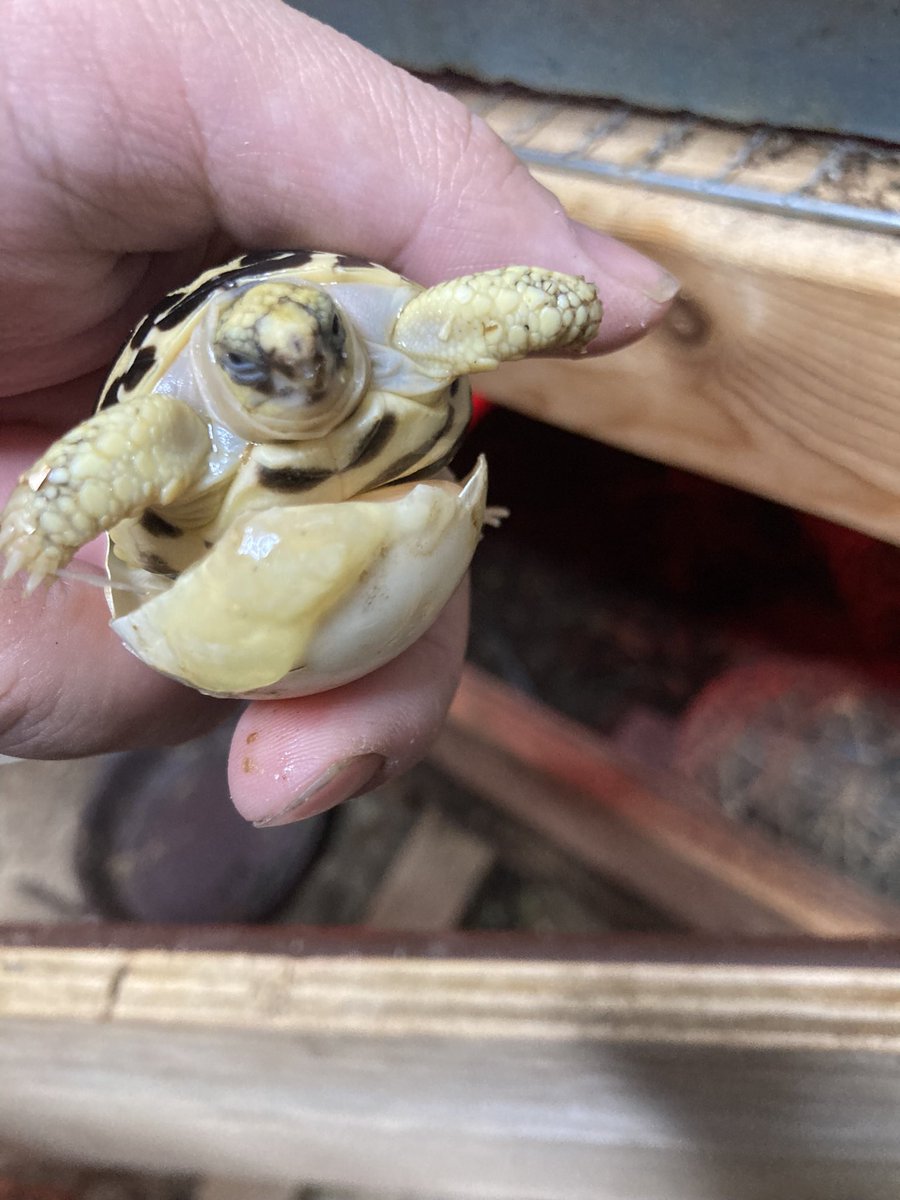 今の会社に派遣で勤務し始めてみるみる体調が良くなりました。
動物の飼育も余裕が出て良くも悪くも色々と手が回るようになりました。

給料は少ないですが時間の余裕がある働き方しか今の私には出来ないので助かります
今年は写真のようなベビーが沢山見れるように願います。私も頑張ります