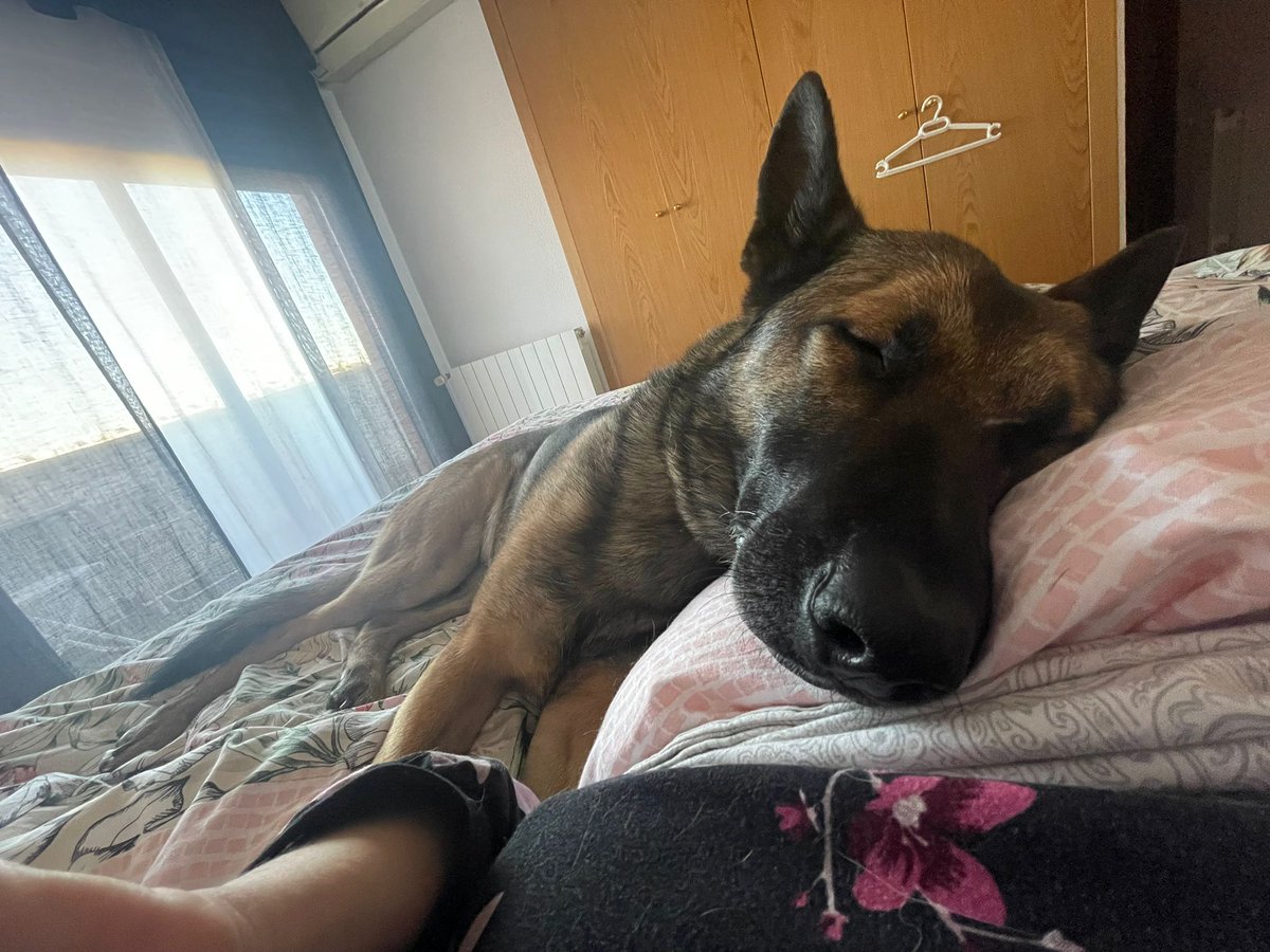 Adopta K9 (@adoptak) on Twitter photo Poco se habla de la dureza de los miércoles 😅, nada que envidiar a los lunes, verdad Coni? 😴
<a href="/policia/">Policía Nacional</a> Poco se habla de la dureza de los miércoles 😅, nada que envidiar a los lunes, verdad Coni? 😴
<a href="/policia/">Policía Nacional</a>